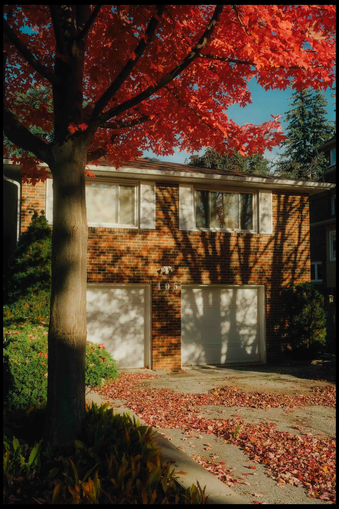 Autumn in Toronto, red maple leaves